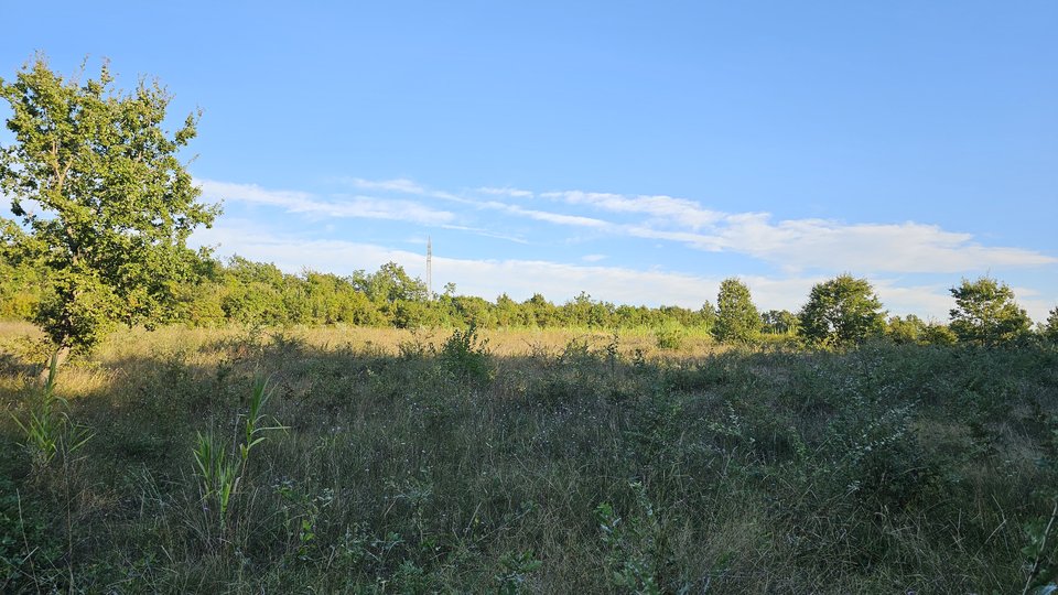 An olive grove with 170 young olive trees in the vicinity of Tara near Poreč and near the sea