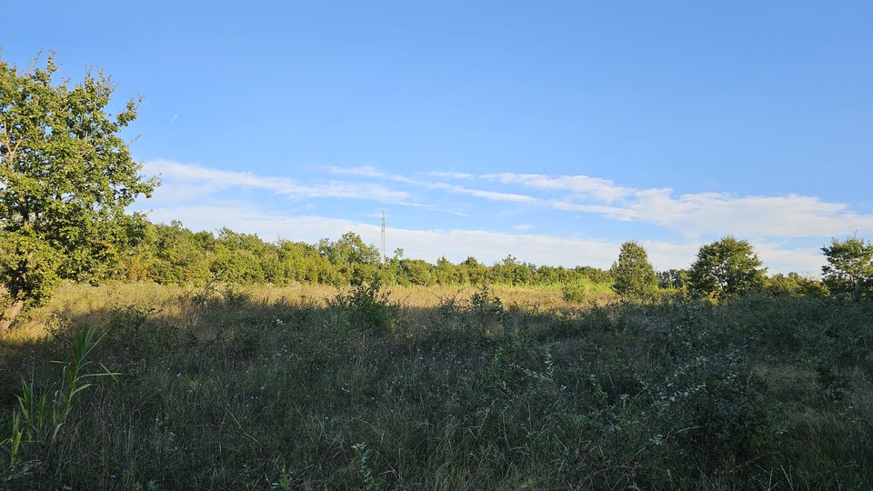 An olive grove with 170 young olive trees in the vicinity of Tara near Poreč and near the sea