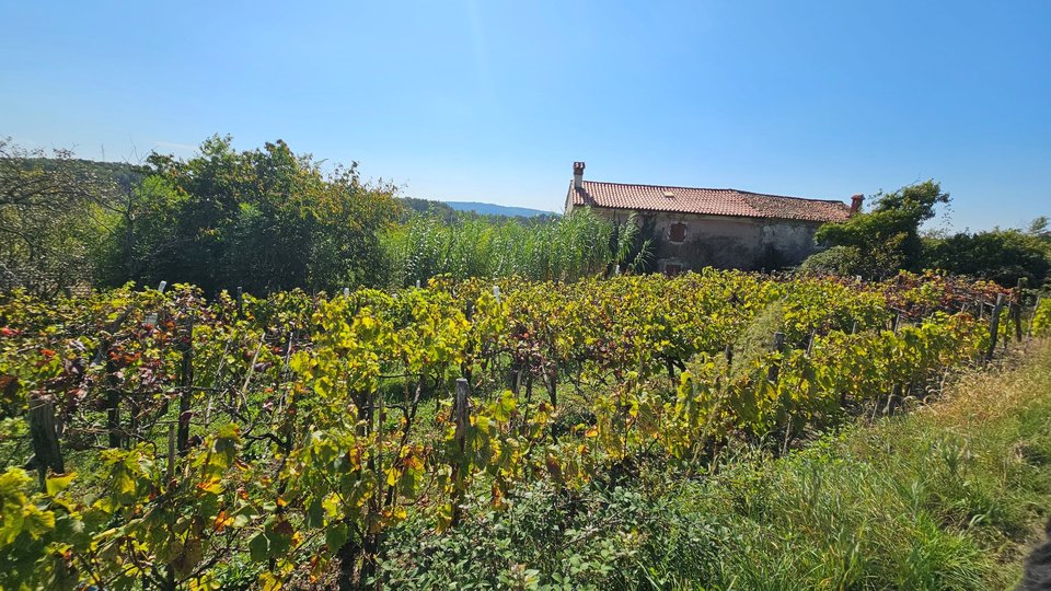 Stone houses in the surroundings of Grožnjan with a large plot of land and open view