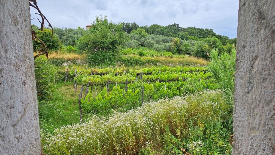 Le  case in pietra con ampio terreno  nei pressi di Grisignana  in Istria